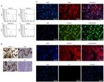 CD73 Antibody in Flow Cytometry (Flow)