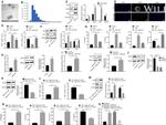 CD86 (B7-2) Antibody in Flow Cytometry (Flow)