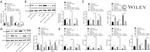 CD86 (B7-2) Antibody in Flow Cytometry (Flow)