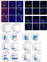 CD90.2 (Thy-1.2) Antibody in Flow Cytometry (Flow)