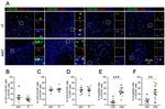 CD8 Antibody in Immunocytochemistry (ICC/IF)