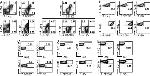 CD207 (Langerin) Antibody in Flow Cytometry (Flow)