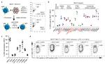 IgA Antibody in Flow Cytometry (Flow)