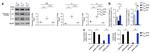 FOXP3 Antibody in Western Blot (WB)