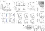 FOXP3 Antibody in Western Blot, Flow Cytometry (WB, Flow)