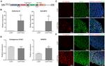 SOX2 Antibody in Immunocytochemistry (ICC/IF)