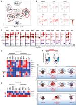 Arginase 1 Antibody in Flow Cytometry (Flow)