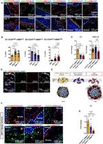 Alpha-Smooth Muscle Actin Antibody in Immunohistochemistry, Flow Cytometry (IHC, Flow)