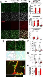 Ki-67 Antibody in Immunocytochemistry (ICC/IF)