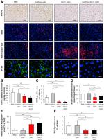 PEX5 Antibody in Immunohistochemistry (IHC)