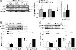 Phosphothreonine Antibody in Western Blot (WB)