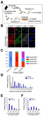 Ki-67 Antibody in Immunocytochemistry (ICC/IF)