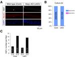 Ki-67 Antibody in Immunocytochemistry (ICC/IF)