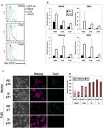 Nanog Antibody in Immunocytochemistry (ICC/IF)