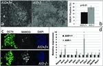 Nanog Antibody in Immunocytochemistry (ICC/IF)