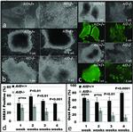 Nanog Antibody in Immunocytochemistry (ICC/IF)