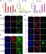 Nanog Antibody in Immunocytochemistry (ICC/IF)