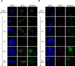 Nanog Antibody in Immunocytochemistry (ICC/IF)