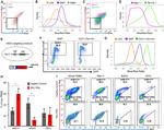 TER-119 Antibody in Flow Cytometry (Flow)