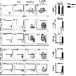 Ly-6C Antibody in Flow Cytometry (Flow)