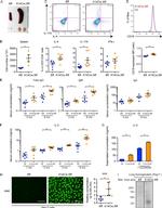 CD45R (B220) Antibody in Flow Cytometry (Flow)