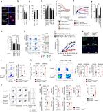 IFN gamma Antibody in Flow Cytometry (Flow)