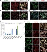 Blimp-1 Antibody in Immunocytochemistry (ICC/IF)