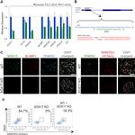 Blimp-1 Antibody in Immunocytochemistry (ICC/IF)