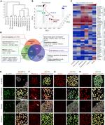 Blimp-1 Antibody in Immunocytochemistry (ICC/IF)