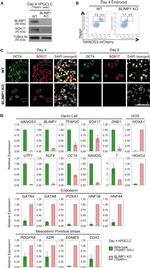 Blimp-1 Antibody in Western Blot (WB)