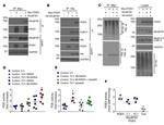 HA Tag Antibody in Western Blot (WB)