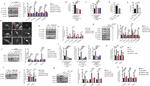 IL-1 beta Antibody in Neutralization (Neu)