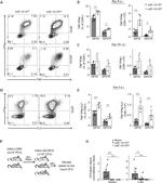 IL-2 Antibody in Flow Cytometry (Flow)