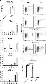 IL-17A Antibody in Flow Cytometry (Flow)