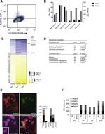 CD324 (E-Cadherin) Antibody in Immunocytochemistry, Flow Cytometry (ICC/IF, Flow)