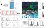 Alpha-Smooth Muscle Actin Antibody in Immunocytochemistry (ICC/IF)