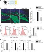 Alpha-Smooth Muscle Actin Antibody in Immunocytochemistry (ICC/IF)