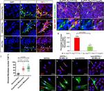 Alpha-Smooth Muscle Actin Antibody in Immunocytochemistry (ICC/IF)