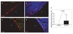 SOX2 Antibody in Immunocytochemistry (ICC/IF)