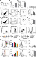 Gata-3 Antibody in Flow Cytometry (Flow)