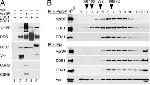 DDB1 Antibody in Western Blot (WB)