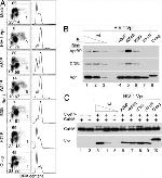 DDB1 Antibody in Western Blot (WB)