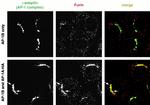 Furin Antibody in Immunocytochemistry (ICC/IF)