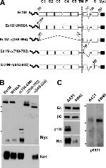 E-cadherin Antibody in Western Blot, Immunoprecipitation (WB, IP)