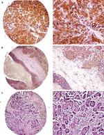 EBP50 Antibody in Immunohistochemistry (IHC)