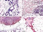 EBP50 Antibody in Immunohistochemistry (IHC)