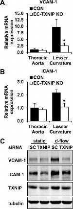 TXNIP Antibody in Western Blot (WB)