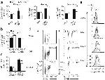 Granzyme B Antibody in Flow Cytometry (Flow)