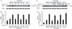 CKS1 Antibody in Western Blot (WB)