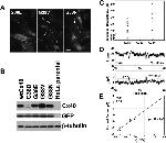 Connexin 40 Antibody in Western Blot, Immunocytochemistry (WB, ICC/IF)